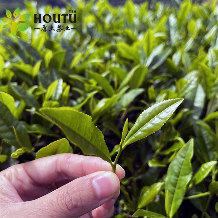 Green Tea suppliers