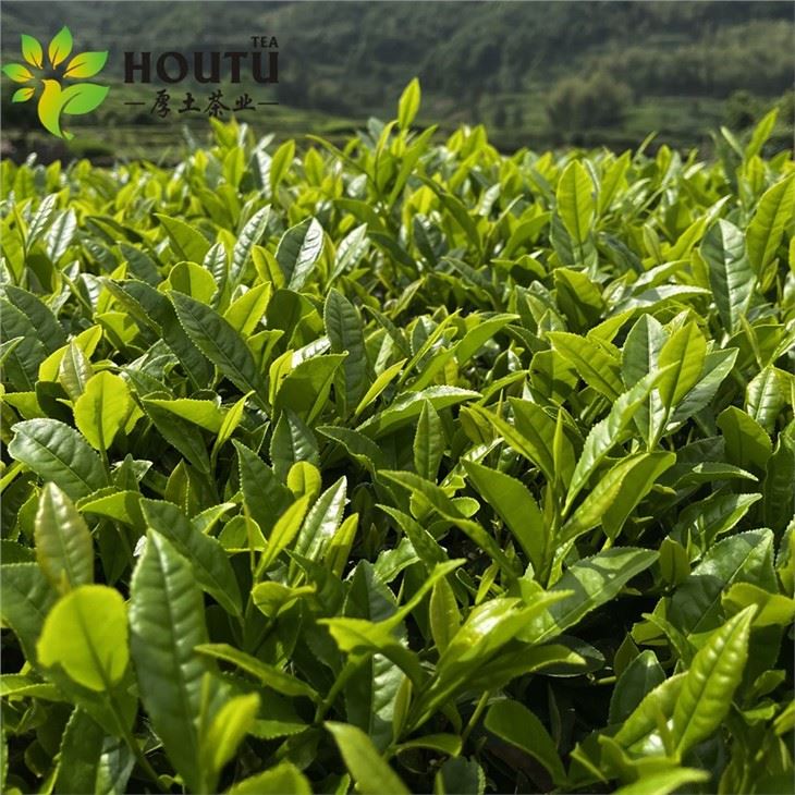 buy Green Tea