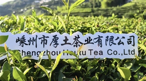 Green Tea – One of the Six Major Tea Categories